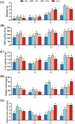 Enhancing drought resistance in Pinus tabuliformis seedlings through root symbiotic fungi inoculation